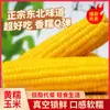 Milho Especial do Nordeste, Caixa Fechada de Milho Pegajoso na Espiga de Agricultores, Milho Pegajoso Doce Fresco de Heilongjiang, Embalado a Vácuo pelo Fabricante