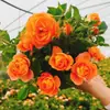 Mudas de Roseiras Trepadeiras com Fragrância Forte, Flores Grandes, Plantas Trepadeiras para Jardins, Flores em Vasos para Varandas, Roseiras Trepadeiras para Todas as Estações