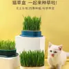 Bandeja de trigo para hierba de gato en maceta, hierba de gato hidropónica sin tierra, hierba gatera, cultívala tú mismo, perfecta para gatitos como golosina