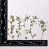 Forma Natural Flores Secas en Relieve Plantas en Relieve Especímenes de Enseñanza Marcadores de Libros Hechos a Mano DIY Pegamento Flores Secas Funda para Teléfono Móvil