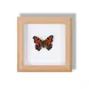 Especimen de Mariposa Real Pintura Decorativa Colgante Adorno de Mariposa Naranja Rosa Marco de Madera Maciza Regalo para Mejor Amigo Nicho Conmemorativo Artículo Creativo