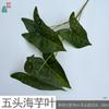 Hoja de Alocarum de Cinco Puntas Planta Verde Nórdica Jardín Decorativo Color Hoja de Taro Paisajismo Interior Diseño Flor Artificial Fábrica de Flores Mayorista
