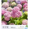 Planta de Hortensia en Maceta con Capullos de Flor, Plántulas de Flor Endless Summer, Flores para Todas las Estaciones, Balcón, Patio, Plantas Verdes de Interior en Flor