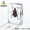 Artesanías de especímenes, insectos reales, escarabajo ciervo, escorpión, escarabajo, araña, regalos de enseñanza de ciencias biológicas, adornos de resina