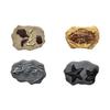Fósil de Dinosaurio Accesorios Arqueológicos DIY Búsqueda del Tesoro Infantil Juguetes Arqueológicos Bolsas Sorpresa Cajas Sorpresa Accesorios Sueltos de Resina