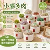 Conjunto fofo de plantas de interior para mesa para jardim de infância, fácil de cultivar e cuidar, pequenas plantas em vasos