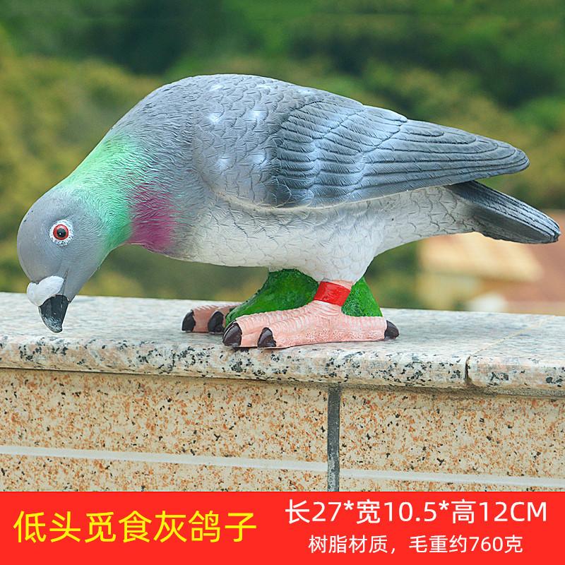 低头觅食灰鸽子