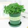 Planta en Maceta con un Toque de Fragancia, Planta Verde con Aroma Fuerte para Sala de Estar, Balcón, Repelente de Mosquitos, Repelente de Insectos, Suculenta con Aroma, con Tierra para Macetas