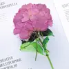 Flores de Gerbera Teñidas con Tallos, Flores Secas Prensadas con Tallos, Flores Reales para Actividades de Bricolaje, Materiales para Marcapáginas, Espécimenes de Plantas