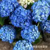 Sementes de Mudas de Flor de Touceira Antiga de Hortênsia, Flor Oito Imortais, Verão Infinito, Floresce em Todas as Estações, Plantas de Vaso para Varanda e Jardim, Resistente ao Inverno