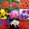 Venta al por mayor de bulbos de Lirio Araña, semillas de Amaryllis Manjushahua, semillas de Flor Mandala, Gama Completa de Colores, Perenne