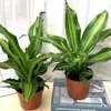 Planta de Madeira de Ferro Iemenita Coração Dourado para Sala de Estar Interna e Mesa de Escritório, Sempre Verde, Purificadora de Ar, Absorvente de Formaldeído