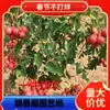 Venta Minorista Nueva Variedad de Plántulas de Espino Rojo Dulce Plántulas de Espino Injertado Variedad de Espino Dulce Nanliuquan Base Pura