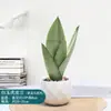 Orquídea Pele de Tigre Jade Branco em Vaso Planta Purificadora de Ar de Interior Planta Perene para Escritório Tolerante à Seca Fácil de Cultivar para Todas as Estações