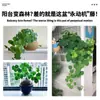 Planta Tortuga Es Fácil de Cultivar como Planta de Hoja Verde Trepadora para Maceta Interior Balcón, Tortuga de Una Hoja, Bola de Semilla Dorada No Reemplazable Hidroponía