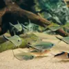 Cola Negra Anzuelo Grande Pez Bandera Viviente Pez Linterna Pequeño Tanque de Peces Grupo de Tour Peces Ornamentales Tropicales Granja de Peces Paquete de Venta Directa