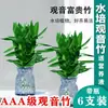 Bambú de la suerte hidropónico enviado con raíces Planta verde de interior Planta en maceta de oficina Planta de sala de estar Dormitorio Cuatro estaciones fácil de cuidar Purificar