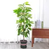 Dropshipping de Flores e Plantas de Orquídea Branca em Vasos para Uso Interno, Adequado para Todas as Estações, Incluindo Orquídea Chifre Amarelo e Mudas de Magnólia Branca com Raízes Velhas