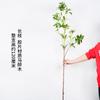 Plantas Verdes Simuladas Escandinavas, Flores Simuladas, Relógio de Parede Japonês, Folhas de Madeira Bêbada de Cavalo Único, Galhos Falsos, Enfeites de Decoração de Plantas para Sala de Estar