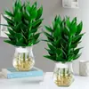 Bambú Guanyin, Bambú Atractor de Fortuna, Flor de Raíz Hidropónica, Planta Verde Atractora de Riqueza, Cesta de Potos, Planta en Maceta Fácil de Cuidar para Uso en Oficina