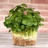 Centella Asiática en Maceta, Plantas Hidropónicas de Interior, Flores, Vegetación de Oficina, Planta del Dinero, Plantas Fáciles de Mantener para Acuarios Durante Todo el Año