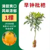 Muda de Árvore de Fruta deNêspera Grande Cinco Estrelas com Fruta Muda de Nêspera Doce Puro Fruta de Um Ano Maturação Precoce Extra Grande Caroço Em Vaso Plantio no Solo