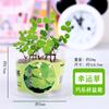 Mini macetas divertidas para niños, para escritorio, oficina, interior, buenas flores perezosas, venta al por mayor