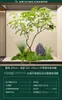 Escenario de Exhibición de Ventana Pieris Japonica Simulada Planta Interior de Gama Alta Arce Japonés Biomorfo Planta Verde Decoración Árbol Artificial Grande Paisaje