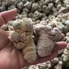 Atacado de Panax Notoginseng Liofilizado de Wenshan, Yunnan, Origem Panax Notoginseng Liofilizado de 20 Cabeças, 30 Cabeças, 40 Cabeças, 60 Cabeças