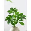 Bonsai das Oito Direções da Riqueza: Planta em Vaso Madeira Pata de Pato para Hidroponia, Verde para Mesa de Escritório, Sala de Estar, Fácil de Cuidar em Todas as Estações