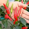 Mudas de Vegetais de Primavera, Mudas de Pimenta, Tomates de Varanda Quatro Estações, Berinjelas, Pepinos, Melancias, Buchas Vegetais, Mudas de Abóbora, Plantio Sul