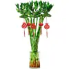 Dragón de Bambú Wenchang Planta de Bambú con Raíces, Cultivada en Agua para Prosperidad y Buena Suerte, una Planta en Crecimiento para Decoración de Sala de Estar Interior