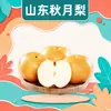 Pera Qiuyue de Laiyang, Shandong, envio direto 3/5/9/ 3kg peças, redonda, crocante, doce, suculenta, em uma caixa de presente colorida, fruta fresca