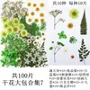 Flores Secas, Kit de Materiais para Prensagem de Flores Reais, Espécimes de Folhas Transfronteiriços, Espécimes de Plantas de Flores Prensadas DIY, Pétalas de Flores Secas para Resina para Artesanato
