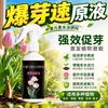 Ampolla Potenciadora de Brotes Suculentas Diferenciación de Brotes Elemento de Vitalidad Universal para Plantas en Maceta Buganvilia Rosa Raíces Solución Nutritiva