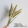 Hierba Gema Seca, Cola de Conejo, Espiga de Trigo de Color Natural, Cola de Perro, Flores Secadas al Aire para Decoración del Hogar, Arreglo Floral, Flores DIY