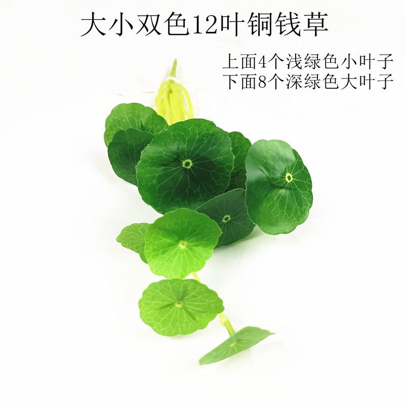 大小双色12叶铜钱草】小叶在上.jpg
