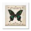Especimen de Mariposa Real Marco de Fotos Cuadrado Vintage de 6 pulgadas Verde con Mariposa Cuifeng Marco Decorativo de Madera Regalo Cumpleaños Material Didáctico