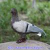 Enfeites de Pombo Simulados, Adereços de Pombo Branco, Decorações de Casamento com Pombos Voadores, Modelos de Animais, Espécimes de Pássaros com Penas