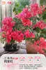 Plántulas de Buganvilia en Maceta con Flores, Plántulas Extra Grandes, Sakura Zhanghong, Interior Balcón, Floración Multitemporada, Enredadera de Alto Nivel