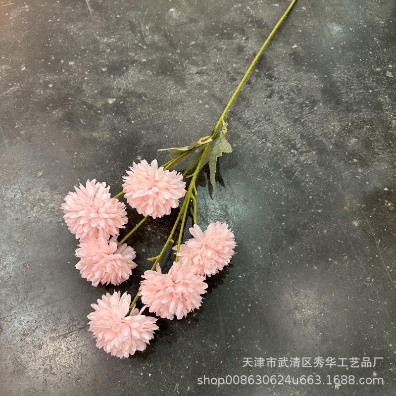 6头球菊粉色