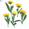 Ramificado Lado Prensado Calêndula Flor Seca Em Relevo Amostra de Planta Defletor Marcador de Livro Adesivo de Folha de Flor Real Abajur