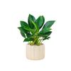 Planta Princesa Verde en Maceta Diamante Dorado Planta de Follaje Verde para Escritorio de Oficina Purifica el Aire y Absorbe Formaldehído Planta de Hoja Grande