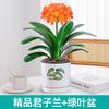 Dropshipping Clivia Plántulas en Maceta con Capullos Plantas de Flor Interior Tesoro Nacional Gigante Caro