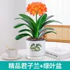 Plántulas de Clivia en Maceta con Capullos, Plantas con Flores, Tesoro Nacional de Interior, Big Mac de Grado Especial, Exquisita, Cara, Fácil de Cultivar en Todas las Estaciones