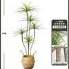 Planta Verde de Simulación Madera Milenaria Planta Falsa Lujo Ligero de Gama Alta Decoración de Interiores Árbol Sala de Estar Grande en Maceta Adornos de Piso