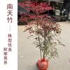 Dropshipping Nandina Plantones en Macetas Flame Nandina Bonsái de Interior de Pila Vieja Follaje de Patio Flores y Plantas Verdes