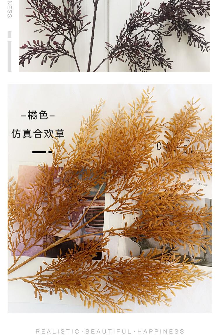 合欢草详情_06