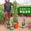 Plántulas de Buganvilia con Doble Felicidad, Enredaderas para Todas las Estaciones, Plantas de Maceta para Interior y Balcón con Capullos