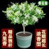 Envío directo: Jiuli Xiang, plantones de cuatro estaciones en macetas, viejos plantones Qili Xiang, fáciles de cultivar y florecer, con una fragancia intensa, para interiores y balcones.